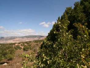 אירוח%20גרוסמן%20,%20כמון